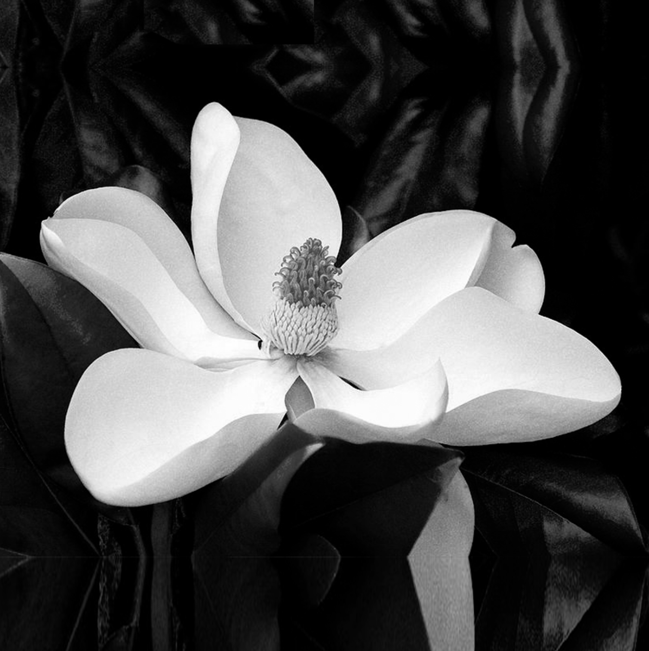 MAGNOLIA FLOWER