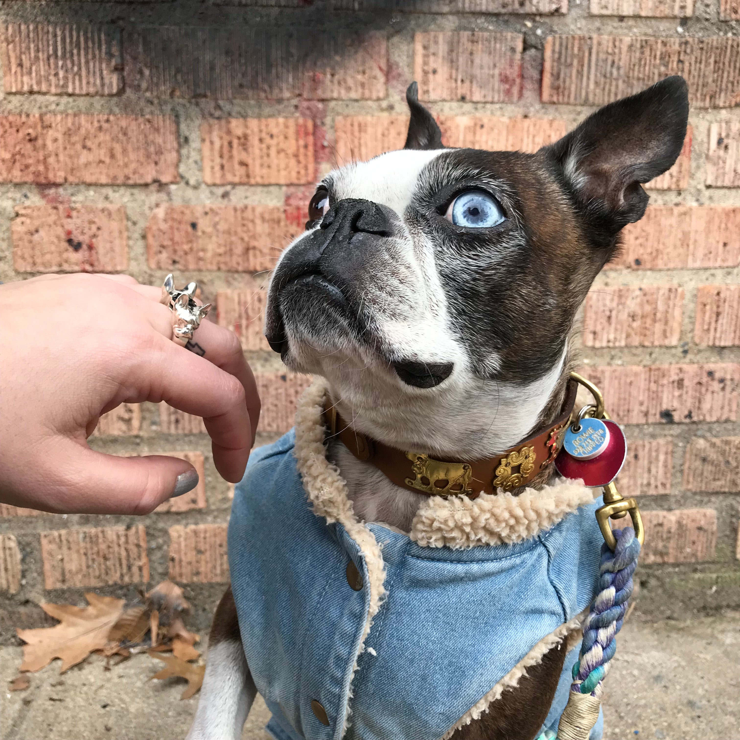 GUARDIAN FRENCHIE PUP